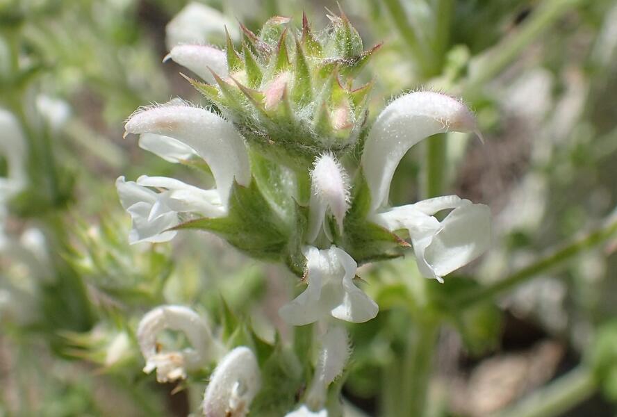 Šalvěj etiopská - Salvia aethiopis