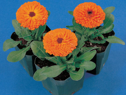 Měsíček lékařský 'Orange with Black Eye' - Calendula officinalis 'Orange with Black Eye'