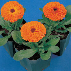 Měsíček lékařský 'Orange with Black Eye' - Calendula officinalis 'Orange with Black Eye'