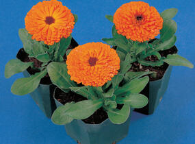 Měsíček lékařský 'Orange with Black Eye' - Calendula officinalis 'Orange with Black Eye'