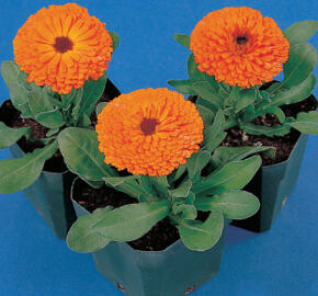 Měsíček lékařský 'Orange with Black Eye' - Calendula officinalis 'Orange with Black Eye'