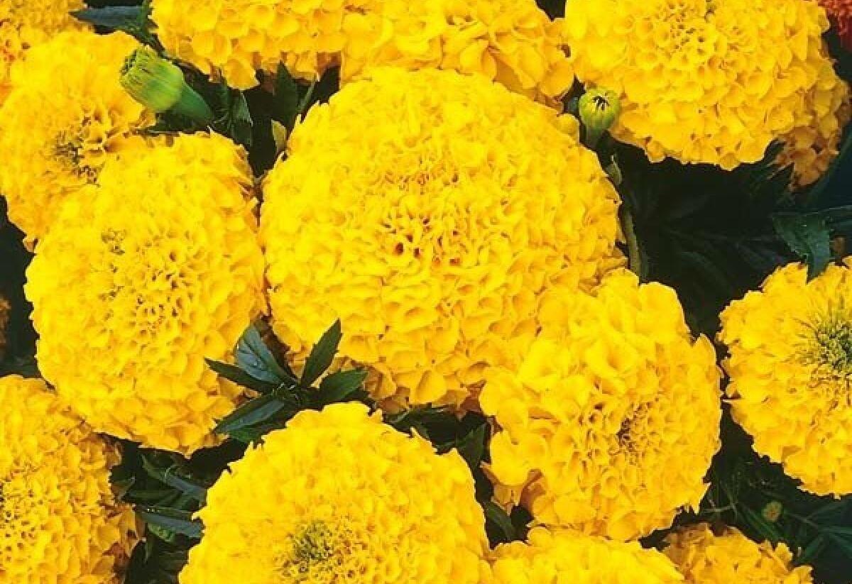 Aksamitník rozkladitý, afrikán 'Texana Yellow' - Tagetes patula 'Texana Yellow'