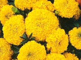 Aksamitník rozkladitý, afrikán 'Texana Yellow' - Tagetes patula 'Texana Yellow'