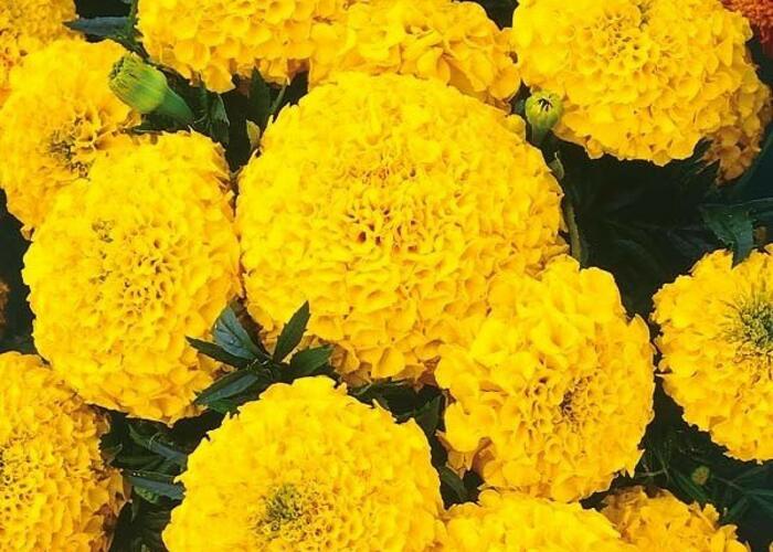 Aksamitník rozkladitý, afrikán 'Texana Yellow' - Tagetes patula 'Texana Yellow'