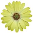 Dvoutvárka 'Erato Basket Lemon' - Osteospermum ecklonis 'Erato Basket Lemon'