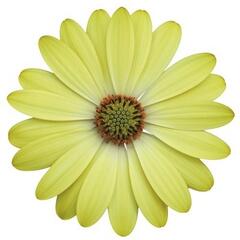 Dvoutvárka 'Erato Basket Lemon' - Osteospermum ecklonis 'Erato Basket Lemon'