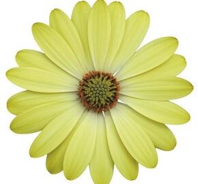 Dvoutvárka 'Erato Basket Lemon' - Osteospermum ecklonis 'Erato Basket Lemon'