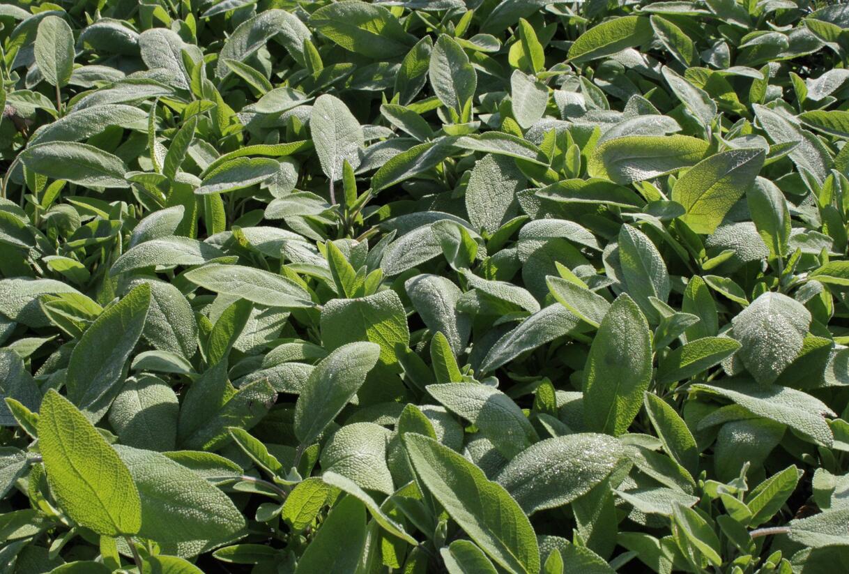 Šalvěj lékařská - Salvia officinalis