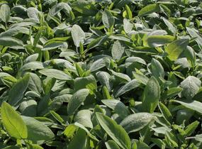 Šalvěj lékařská - Salvia officinalis