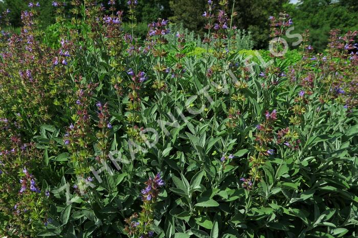 Šalvěj lékařská - Salvia officinalis