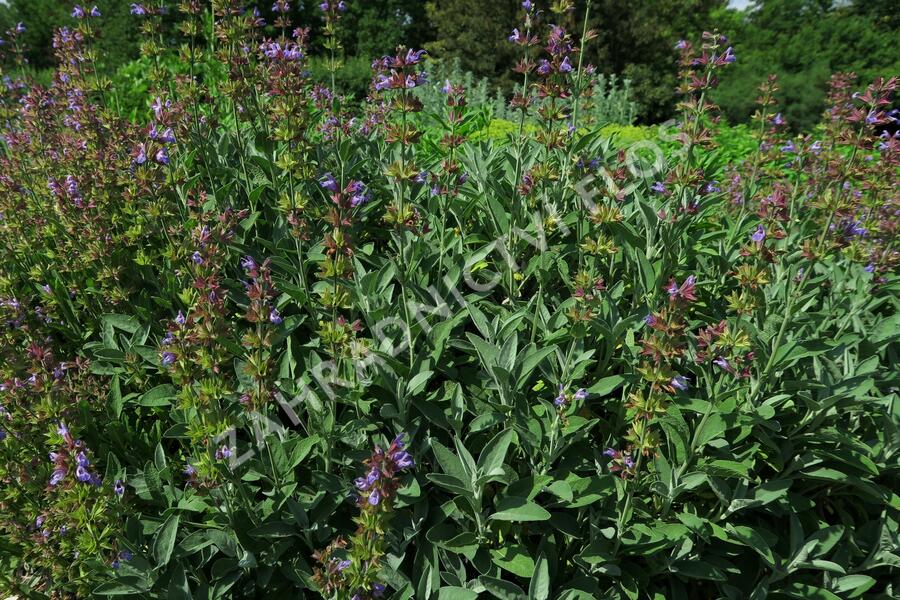 Šalvěj lékařská - Salvia officinalis