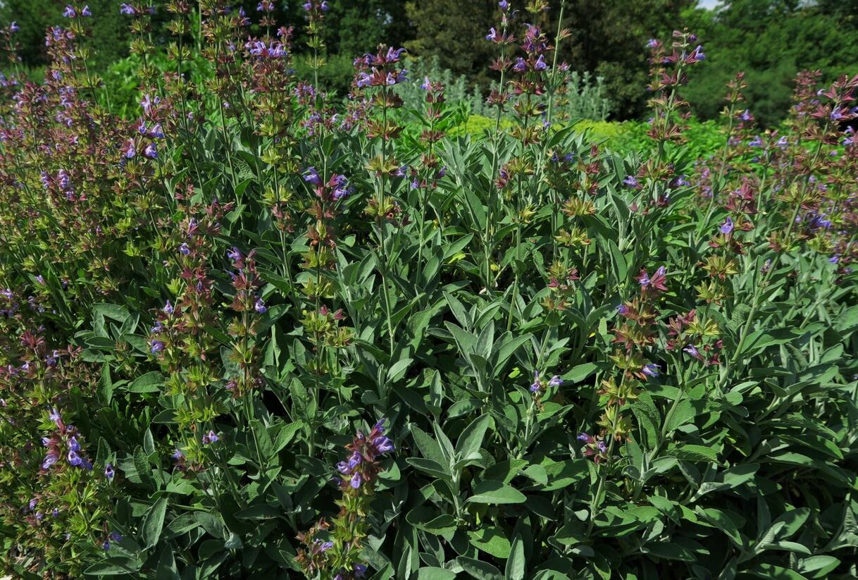 Šalvěj lékařská - Salvia officinalis
