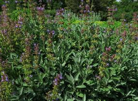 Šalvěj lékařská - Salvia officinalis