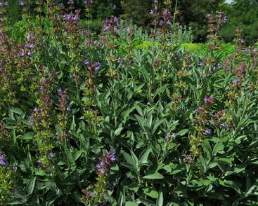 Šalvěj lékařská