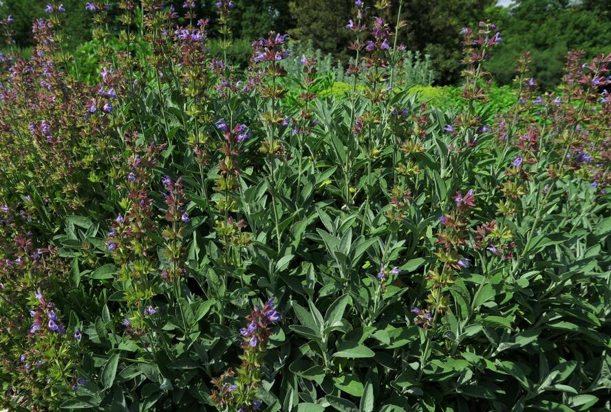 Šalvěj lékařská - Salvia officinalis
