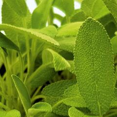 Šalvěj lékařská 'Xagros' - Salvia officinalis 'Xagros'