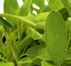 Šalvěj lékařská 'Xagros' - Salvia officinalis 'Xagros'