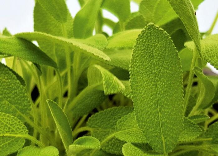 Šalvěj lékařská 'Xagros' - Salvia officinalis 'Xagros'