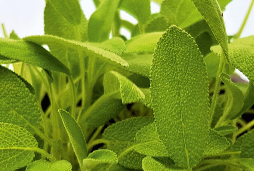 Šalvěj lékařská 'Xagros' - Salvia officinalis 'Xagros'