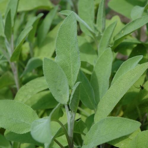 Šalvěj lékařská 'Evita' - Salvia officinalis 'Evita'