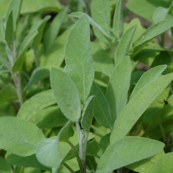 Šalvěj lékařská 'Evita' - Salvia officinalis 'Evita'
