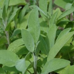 Šalvěj lékařská 'Evita' - Salvia officinalis 'Evita'