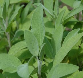 Šalvěj lékařská 'Evita' - Salvia officinalis 'Evita'