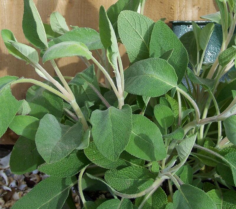 Šalvěj lékařská 'Green Sage' - Salvia officinalis 'Green Sage'