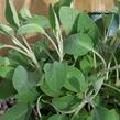 Šalvěj lékařská 'Green Sage' - Salvia officinalis 'Green Sage'