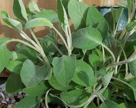 Šalvěj lékařská 'Green Sage'