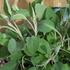 salvej-lekarska-green-sage.jpg