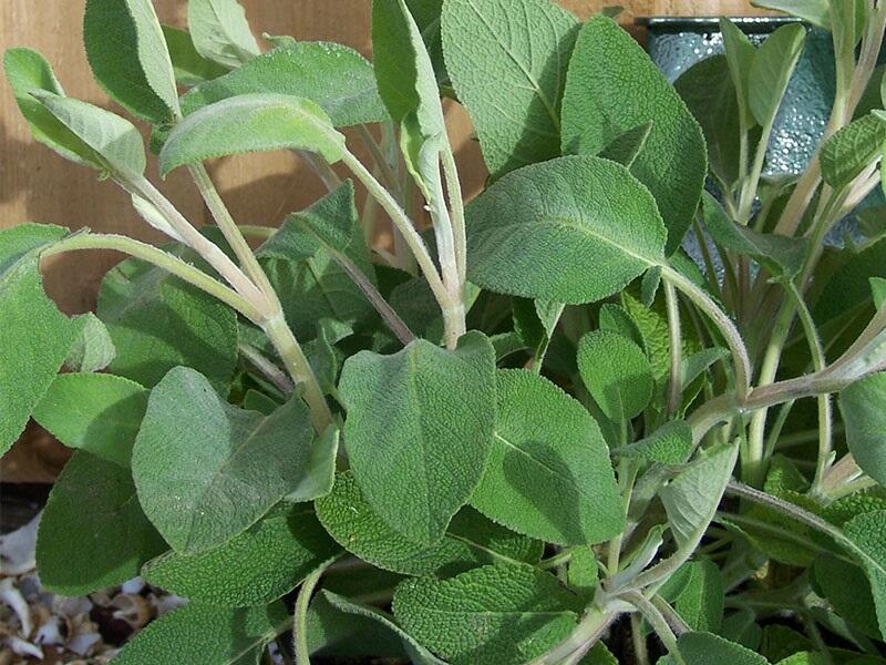 Šalvěj lékařská 'Green Sage' - Salvia officinalis 'Green Sage'