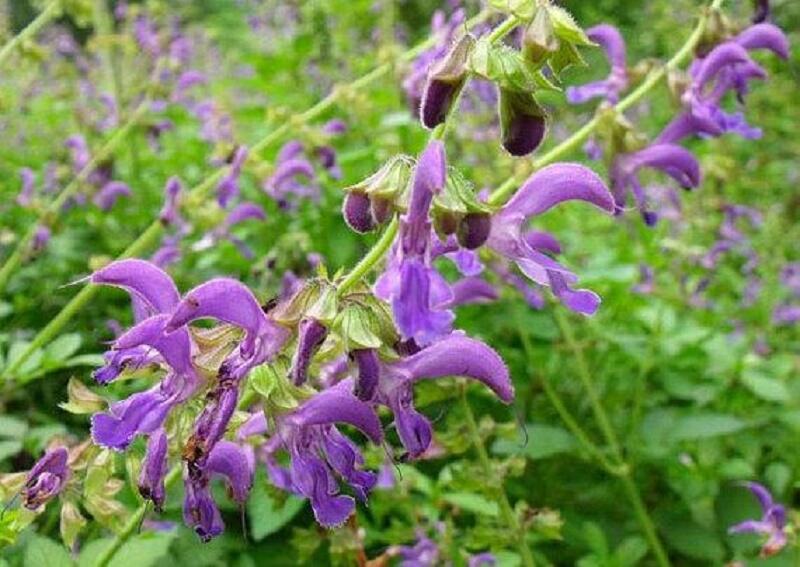 Šalvěj červenokořenná - Salvia miltiorrhiza