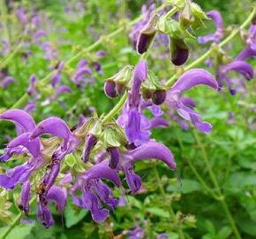 Šalvěj červenokořenná - Salvia miltiorrhiza