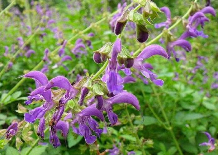 Šalvěj červenokořenná - Salvia miltiorrhiza