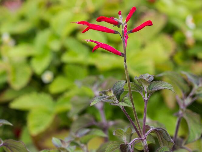 Šalvěj melounová 'Mello' - Salvia elegans 'Mello'