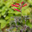 Šalvěj melounová 'Mello' - Salvia elegans 'Mello'