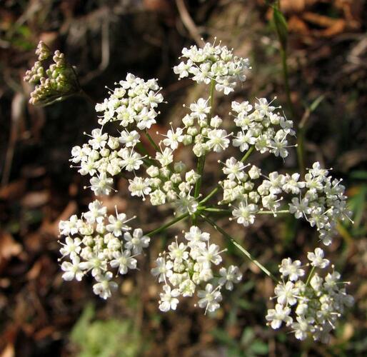 Bedrník obecný - Pimpinella saxifraga