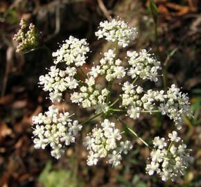 Bedrník obecný - Pimpinella saxifraga