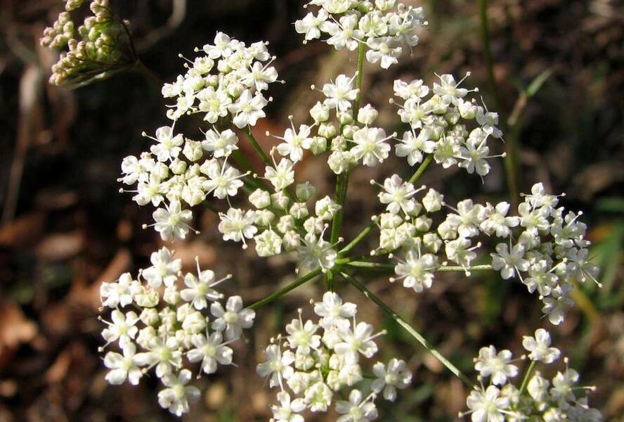 Bedrník obecný - Pimpinella saxifraga