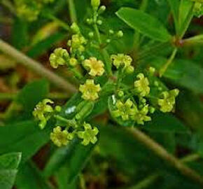 Mořena barvířská