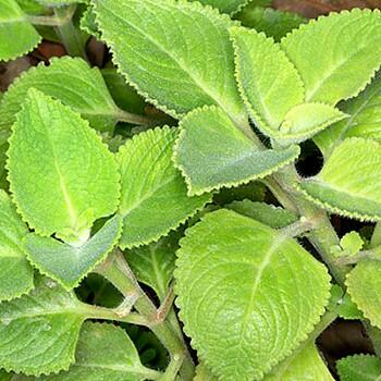 Rýmovník citronový 'Malibu' - Plectranthus amboinicus 'Malibu'