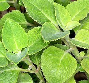 Rýmovník citronový 'Malibu' - Plectranthus amboinicus 'Malibu'