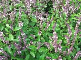 Bazalka pravá skořicová 'Cinnamonette'