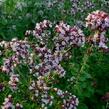 Oregano (Dobromysl) obecné - Origanum vulgare
