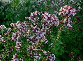 Oregano obecné, dobromysl - Origanum vulgare