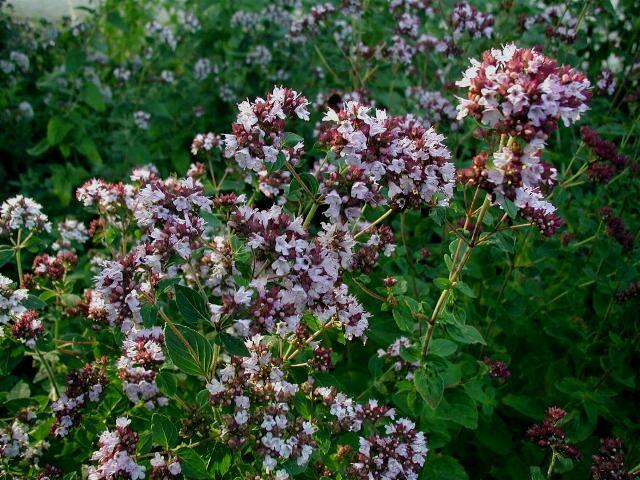 Dobromysl obecná - Origanum vulgare
