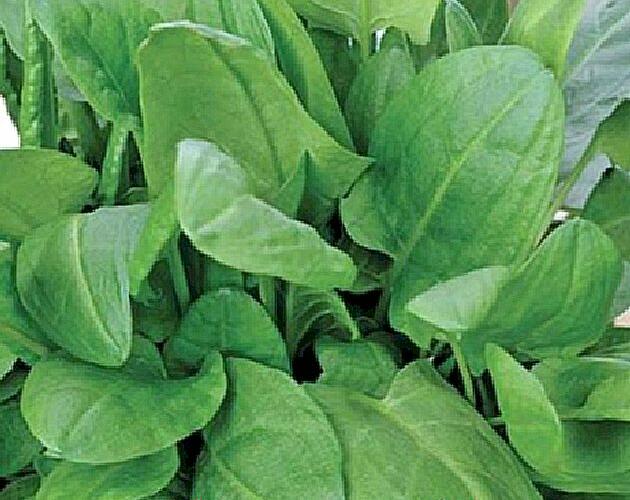Šťovík kyselý 'Adessa' - Rumex acetosa 'Adessa'