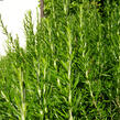 Rozmarýn lékařský 'Maresme' - Rosmarinus officinalis 'Maresme'