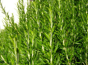 Rozmarýn lékařský 'Maresme' - Rosmarinus officinalis 'Maresme'